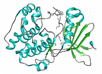 Search for S6K1 inhibitors as treatment for obesity, diabetes, cancer and some neuropsychiatric conditions