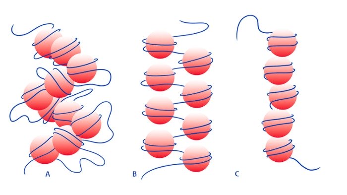 dna-structure.jpg