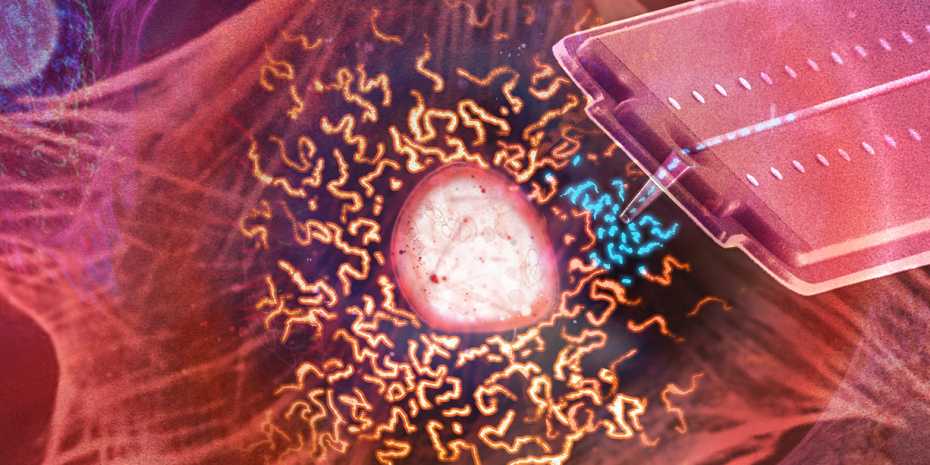 Illustration of how researchers suck up mitochondria (blue) from a living cell