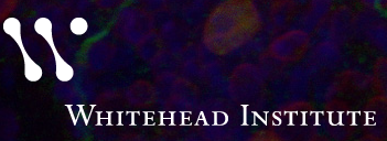 Whitehead Research